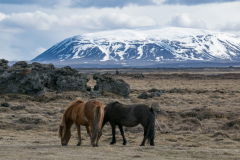 sellandafjall-horses